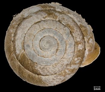 Media type: image;   Malacology 94130 Aspect: apical